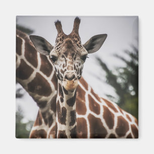 Giraffe head Giraffe fur print African Animal Magnet