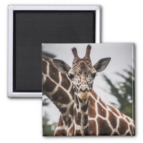 Giraffe head Giraffe fur print African Animal Magnet