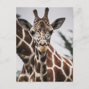 Giraffe head Giraffe fur print African Animal Postcard