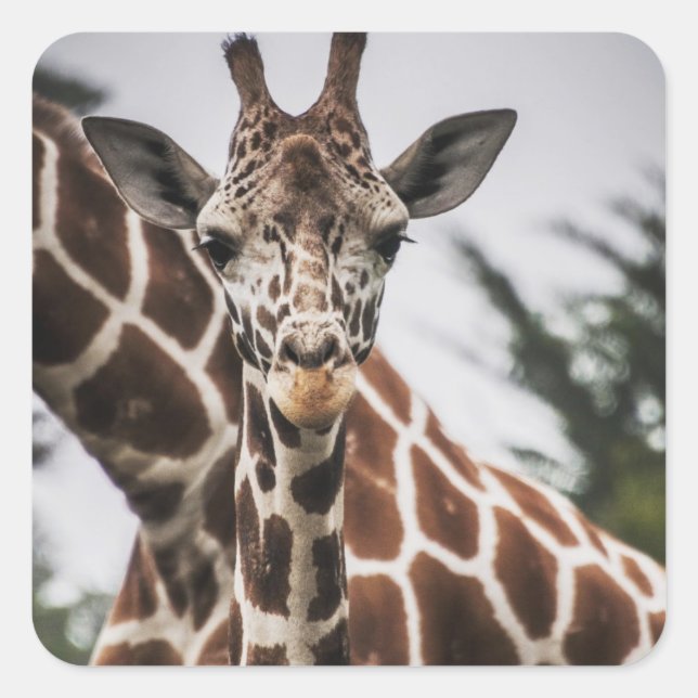 Giraffe head Giraffe fur print African Animal Square Sticker (Front)