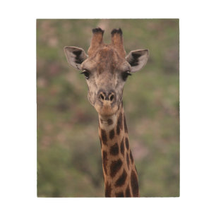 Giraffe Headshot Wood Wall Art