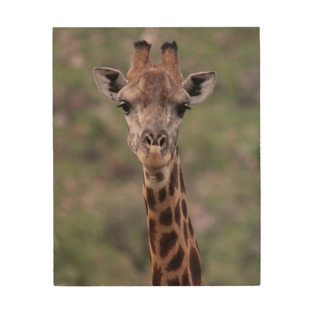 Giraffe Headshot Wood Wall Art (Front)