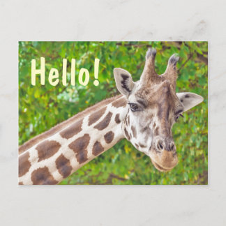 Giraffe Hello Postcard