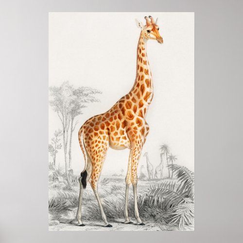 Giraffe Illustration Vintage Art Print