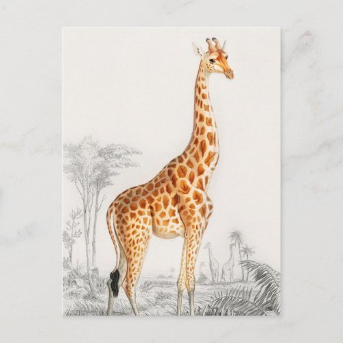 Giraffe Illustration Vintage Art Print Postcard