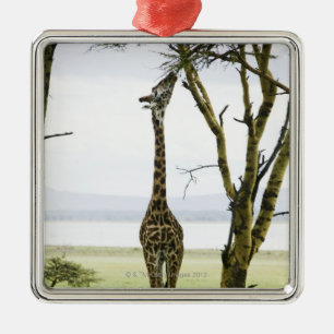 Giraffe in Kenya, Africa Metal Ornament