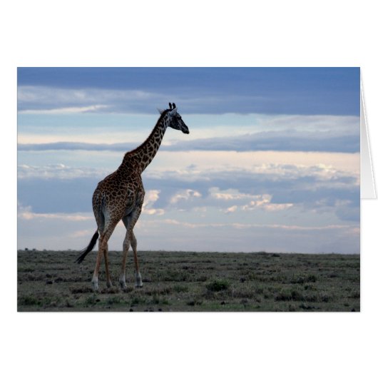 giraffe in maasai mara cards (Front Horizontal)