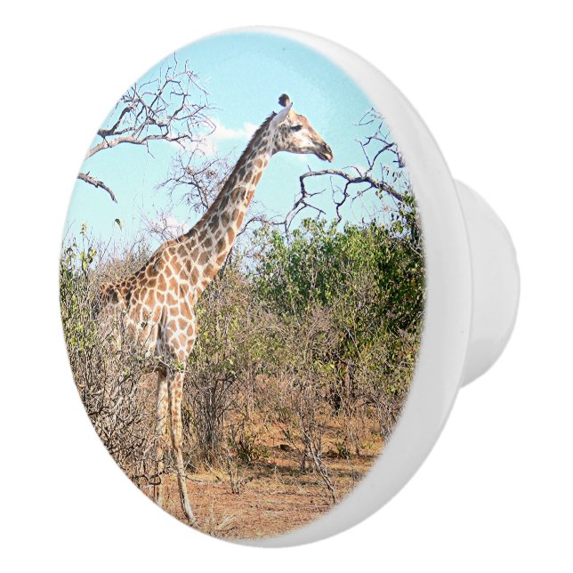 GIRAFFE IN NATURAL HABITAT (BOTSWANA) CERAMIC KNOB (Right)