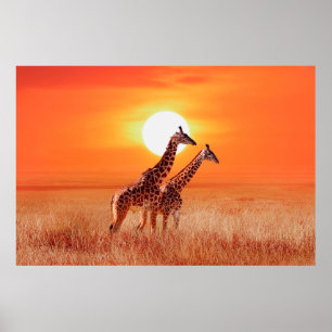Giraffe in the African savanna against the backdro Poster
