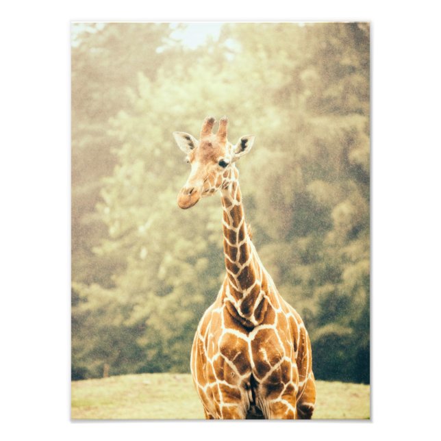Giraffe In The Rain Photo Print (Front)