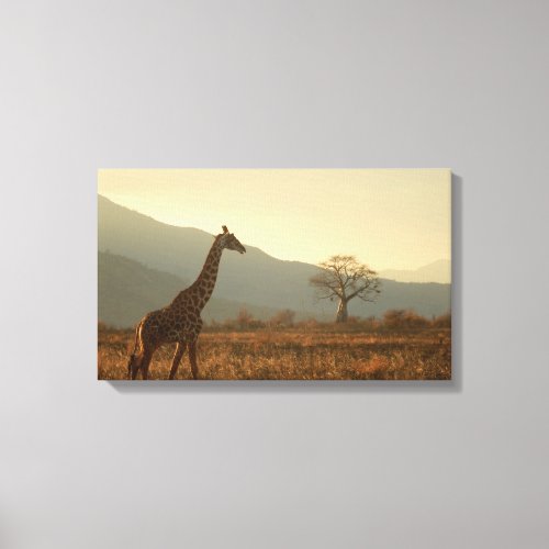 Giraffe in the Savannah Canvas Print