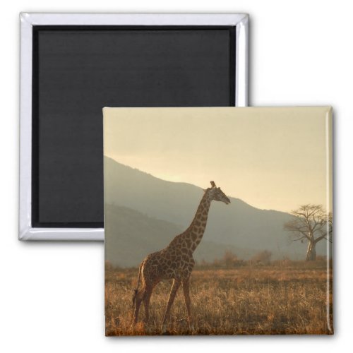 Giraffe in the Savannah Magnet