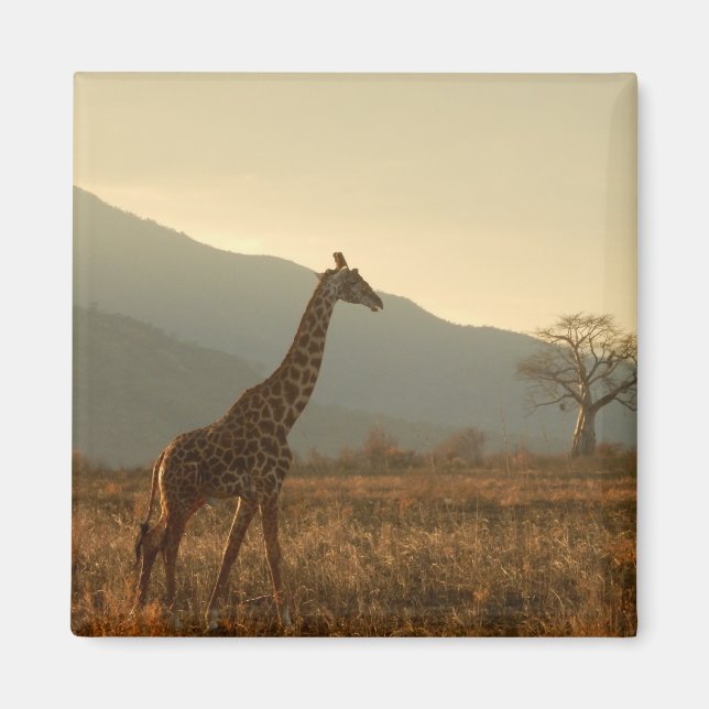 Giraffe in the Savannah Magnet (Front)