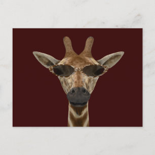 Giraffe Incognito Postcard