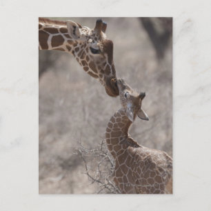 Giraffe, Kenya, Africa Postcard
