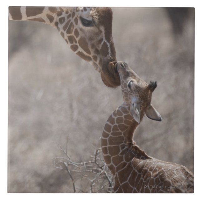 Giraffe, Kenya, Africa Tile (Front)