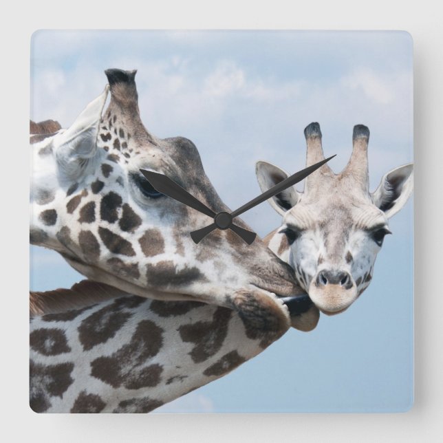 Giraffe Kisses Her Calf Square Wall Clock (Front)