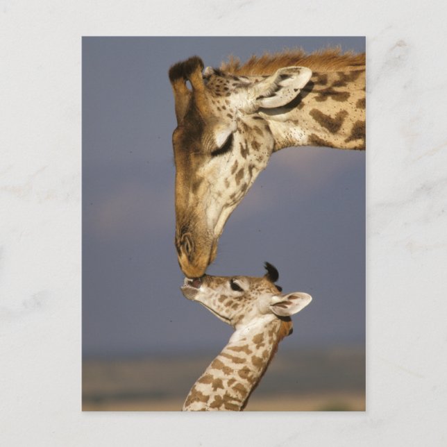 Giraffe Kissing Baby Giraffe Postcard (Front)