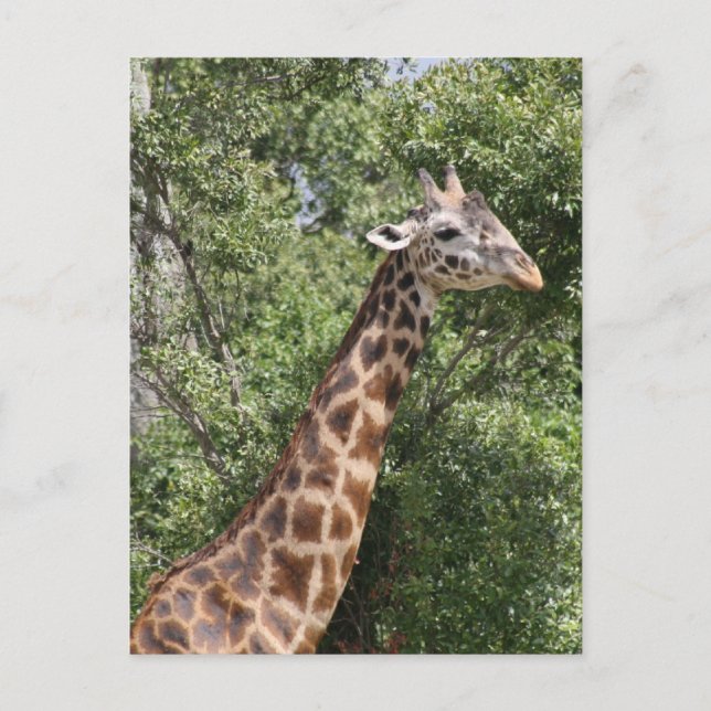 giraffe long neck postcard (Front)