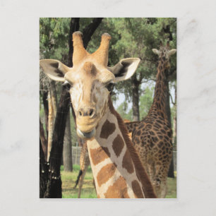 giraffe looks postcard