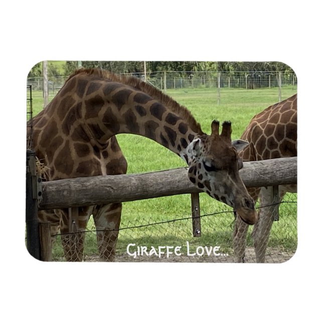 Giraffe Love... Magnet (Horizontal)