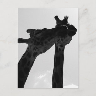 Giraffe Love Postcard