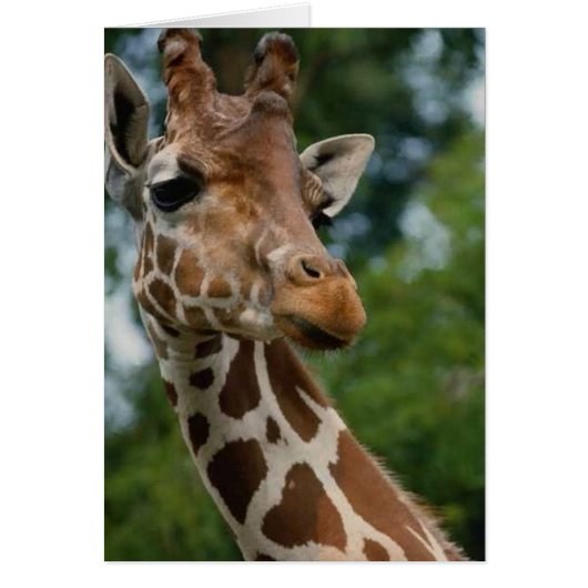 Giraffe Lovers Art Gifts Cards (Front)
