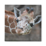 Giraffe  Magnet