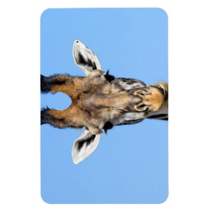 Giraffe Magnet