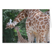 Giraffe Mom and Baby Cards (Front Horizontal)
