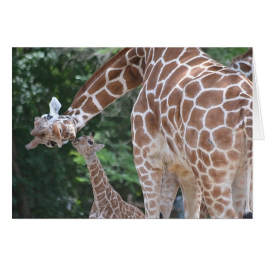 Giraffe Mom and Baby Cards (Front Horizontal)