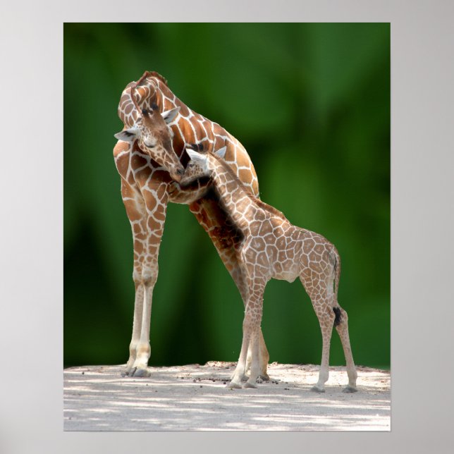 Giraffe Mom and Baby Poster (Front)