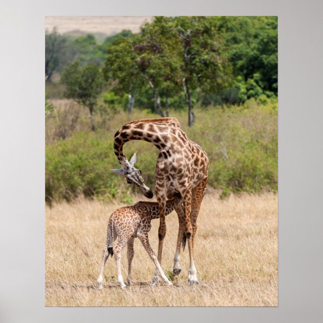 Giraffe Mother and Baby in Kenya Poster (Front)