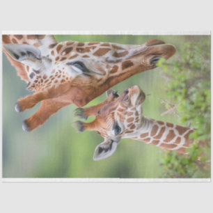 Giraffe Mother Baby Grazing Decoupage Tissue Paper