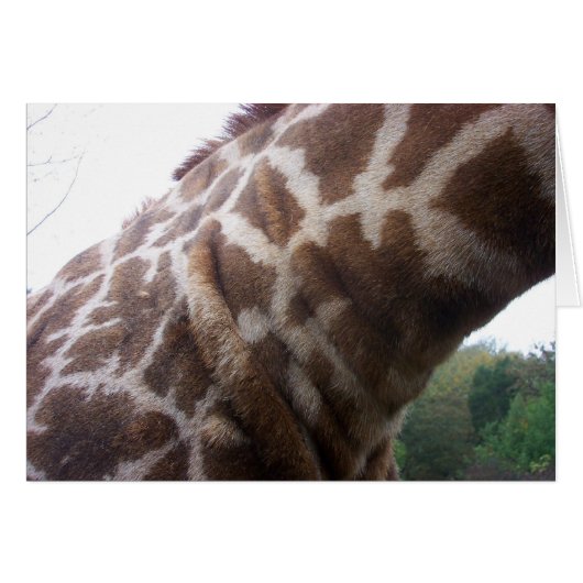 Giraffe Neck Cards (Front Horizontal)