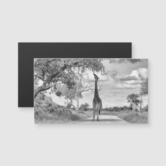 Giraffe on the road (Front/Back)