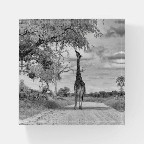 Giraffe on the road paperweight