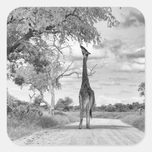 Giraffe on the road square sticker
