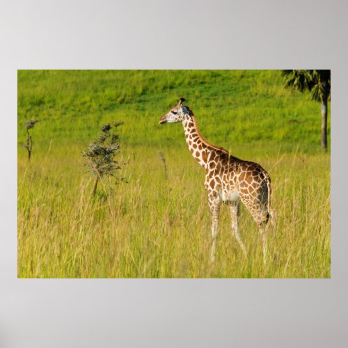 Giraffe on the Savanna Poster