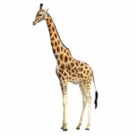 Giraffe Ornament<br><div class="desc">Acrylic photo sculpture ornament of a stately giraffe. The giraffe is an African even-toed ungulate mammal, the tallest living terrestrial animal and the largest ruminant. Its species name refers to its camel-like appearance and the patches of color on its fur. See matching acrylic photo sculpture pin, keychain, magnet and sculpture....</div>