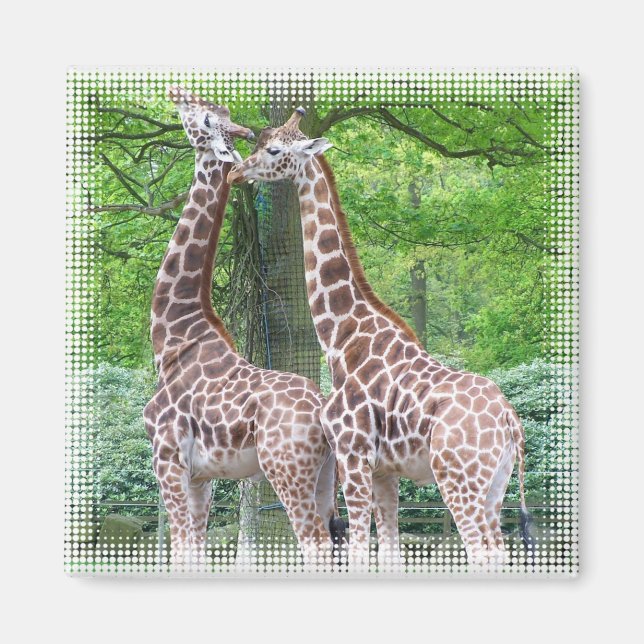 Giraffe Pair Square Magnet (Front)