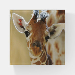 Giraffe Paperweight