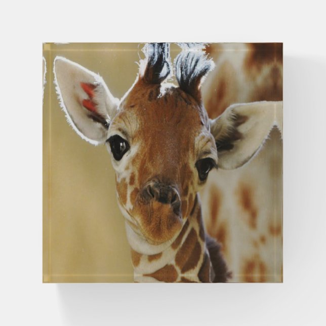 Giraffe Paperweight (Front)