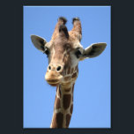 Giraffe Photo<br><div class="desc">Photo of a beautiful giraffe with a blue sky background.</div>