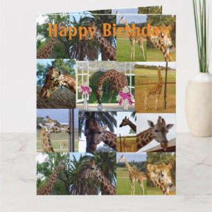 Giraffe Photo Collage, Jumbo Birthday Card, Card
