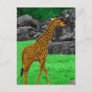 Giraffe photo colorized orange and green postcard