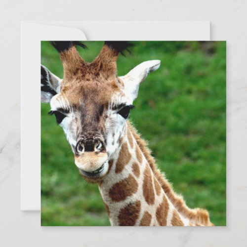 Giraffe Photo Invitation