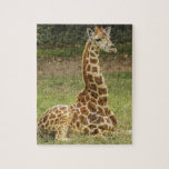 Giraffe Photo Jigsaw Puzzle<br><div class="desc">This is a photo I took myself of a beautiful Giraffe relaxing in the grass.</div>