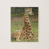 Giraffe Photo