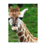 Giraffe Photo Postcard